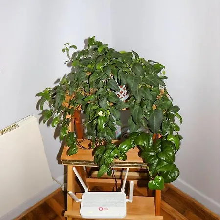 Red Kruz Apartment Belgrade